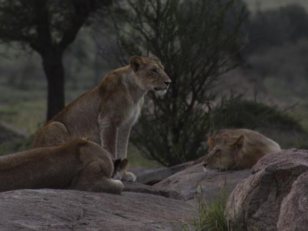 Luxury safari in Tanzania