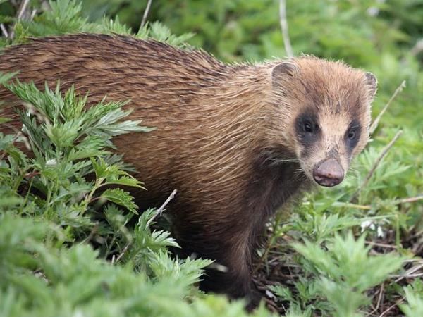Japan wildlife holiday