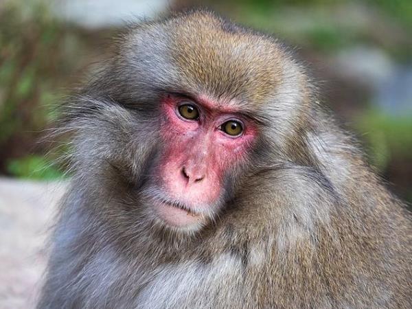 Japan wildlife holiday