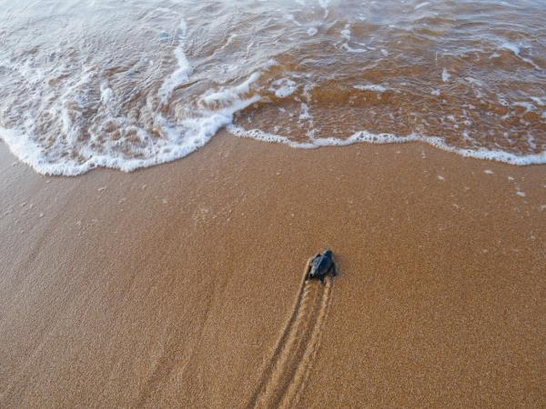 Turtle conservation in Greece