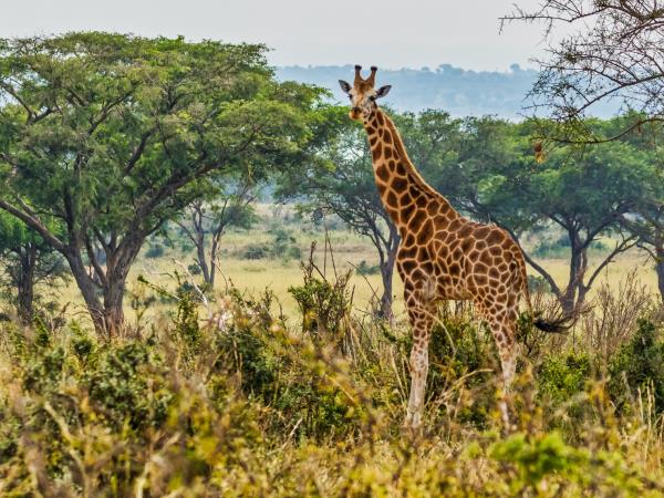Uganda holiday, the Batwa & wildlife