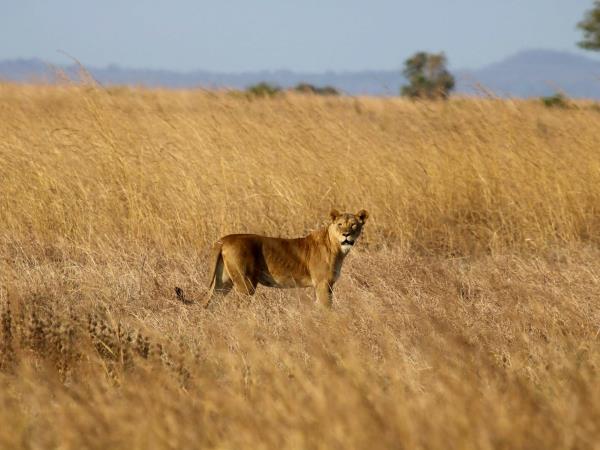 Tanzania migration safari, beyond the Serengeti