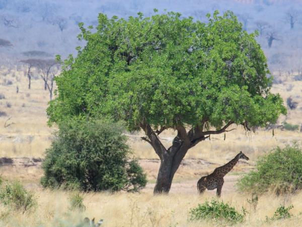 Tanzania migration safari, beyond the Serengeti