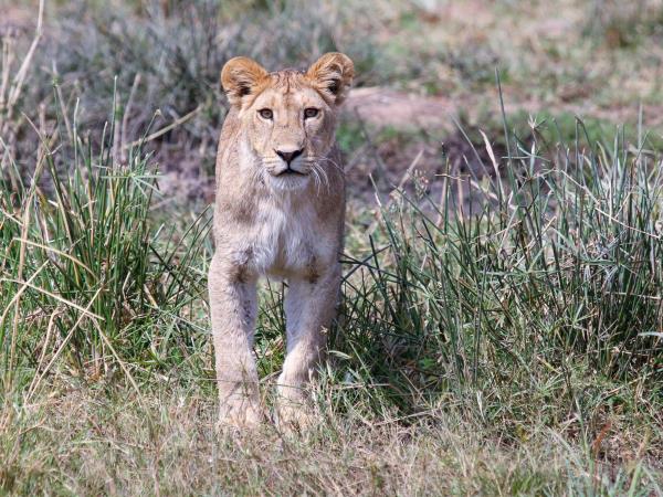 Tanzania migration safari, beyond the Serengeti
