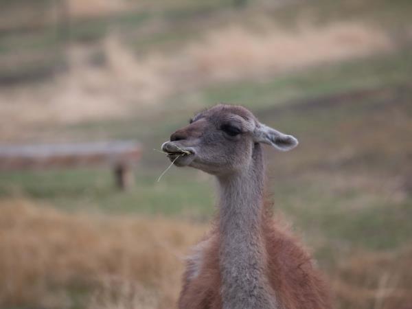 Patagonia wildlife holiday