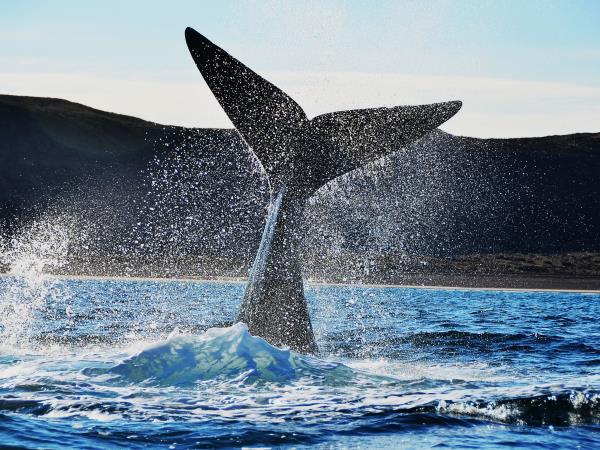 Patagonia wildlife holiday
