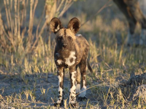 Northern Kenya safari, off the beaten track