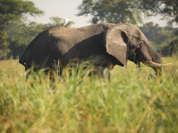 Malawi wildlife holiday