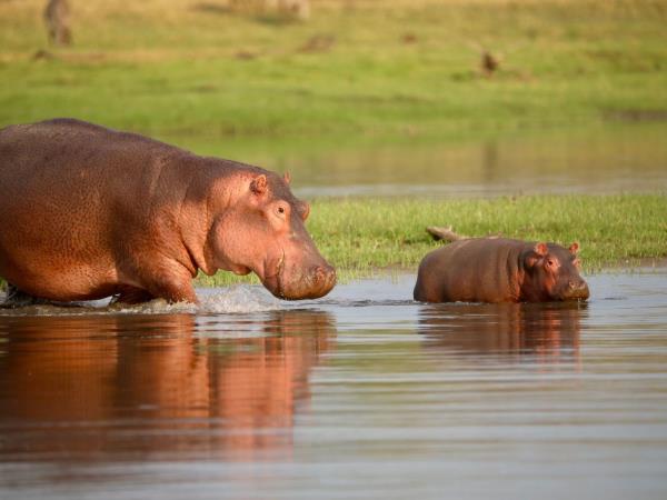 Malawi wildlife holiday