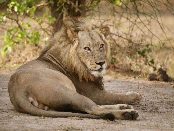 Malawi wildlife holiday