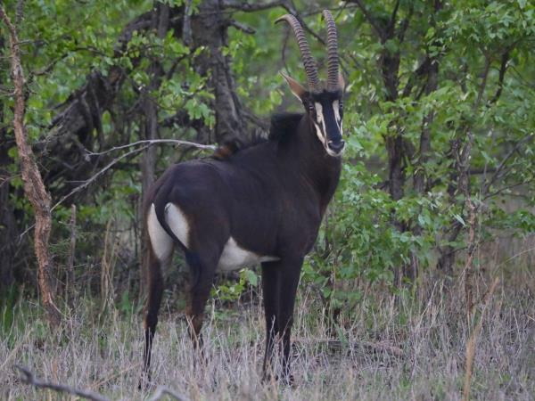 Malawi wildlife holiday