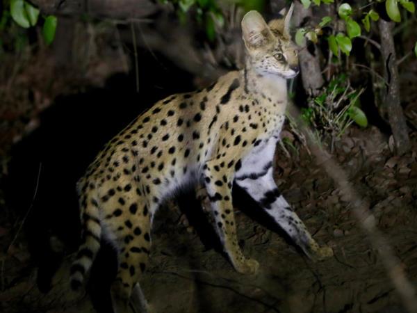Malawi wildlife holiday