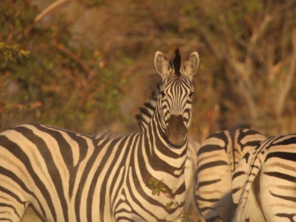 Kenya wildlife holiday, migration and more