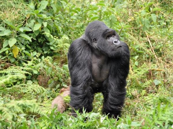 Rwanda safari holiday