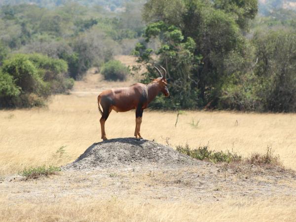 Rwanda safari holiday