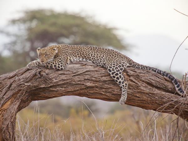 Rwanda safari holiday