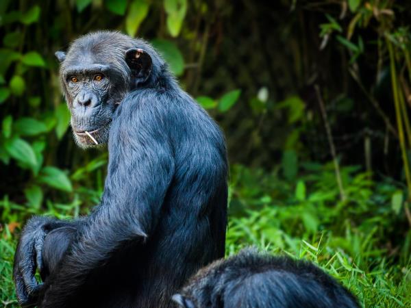 Rwanda safari holiday