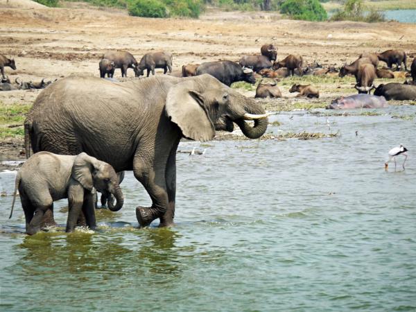 Uganda wildlife safari, small group