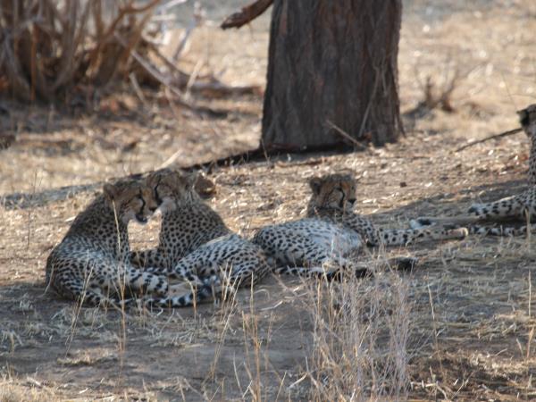 Northern Uganda safari, off the beaten track