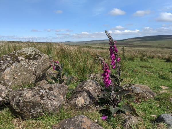 Northern Ireland hiking holiday, mountains and hills