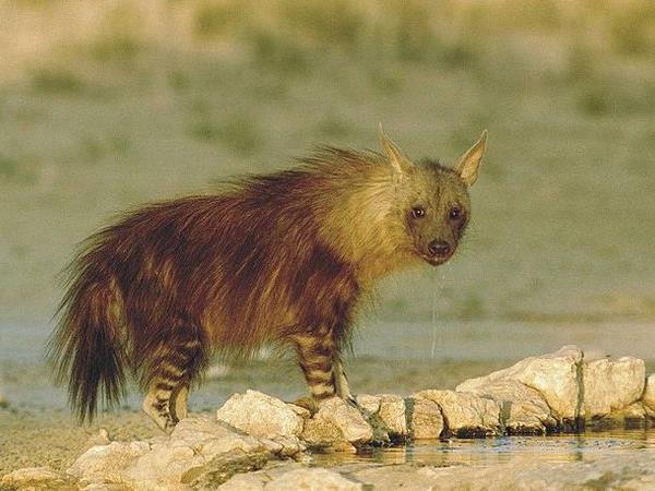 Namibia wildlife holiday, rare desert mammals