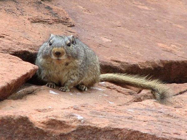 Namibia wildlife holiday, rare desert mammals