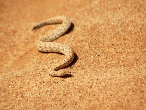 Namibia wildlife holiday, rare desert mammals