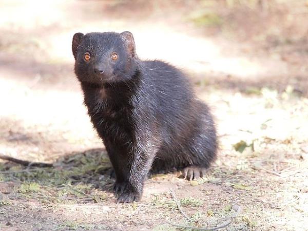 Namibia wildlife holiday, rare desert mammals