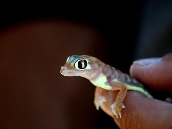 Namibia wildlife holiday, rare desert mammals