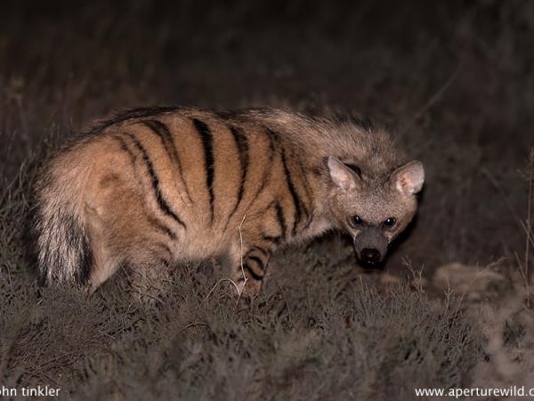 Namibia wildlife holiday, rare desert mammals