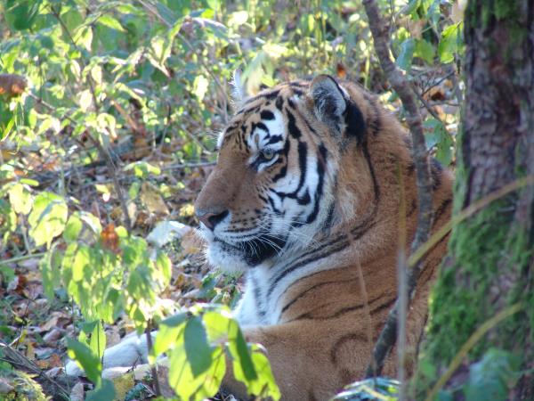 Russia wildlife holiday in Lazovsky Nature Reserve