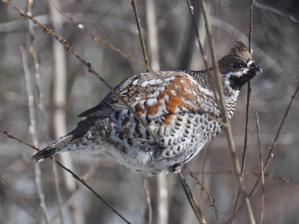 Russia wildlife holiday in Lazovsky Nature Reserve