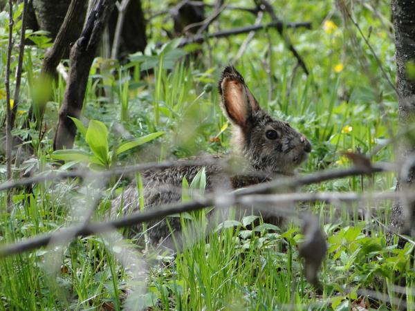 Russia wildlife holiday in Lazovsky Nature Reserve