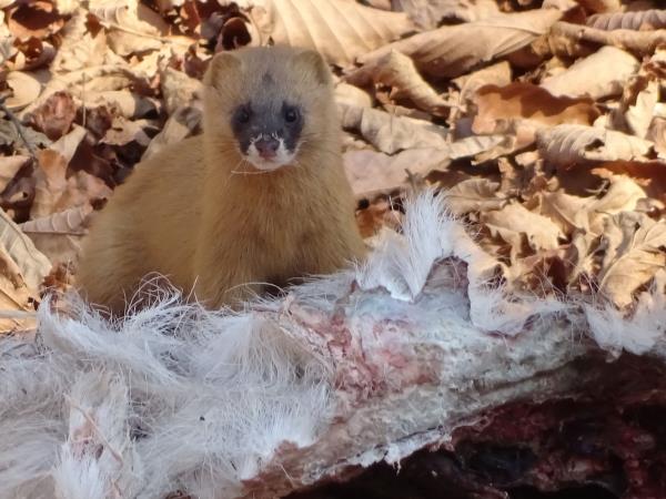 Russia wildlife holiday in Lazovsky Nature Reserve