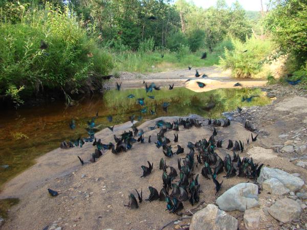 Russia wildlife holiday in Lazovsky Nature Reserve