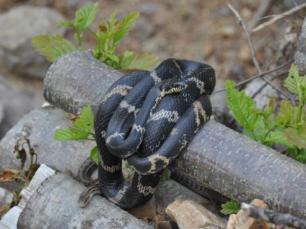 Russia wildlife holiday in Lazovsky Nature Reserve