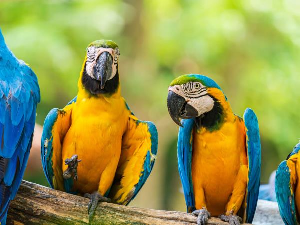 Brazil small group tour, wildlife and culture