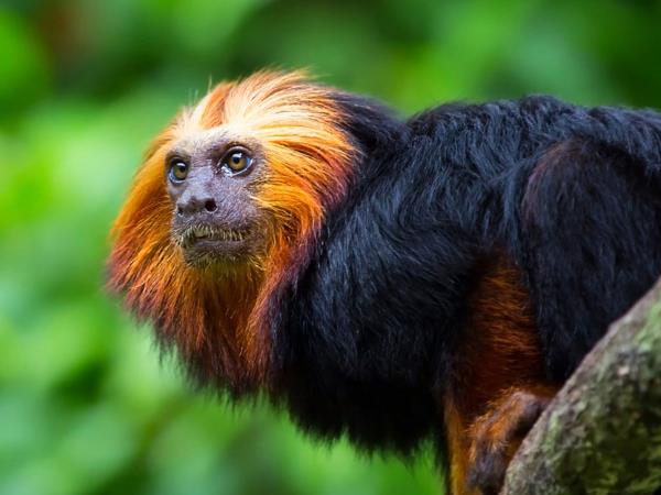 Brazil small group tour, wildlife and culture