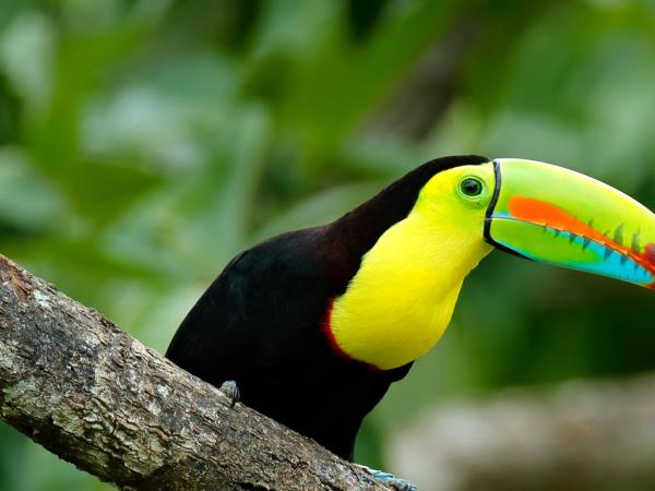 Panama holiday, cloudforests to the Caribbean
