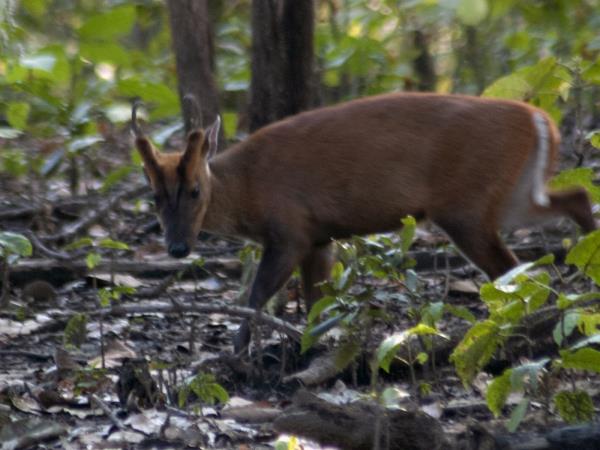 India tiger safari in Corbett NP