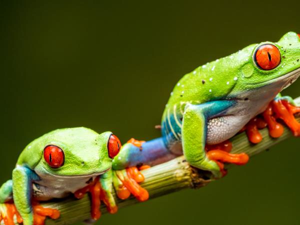 Panama holiday, cloudforests to the Caribbean