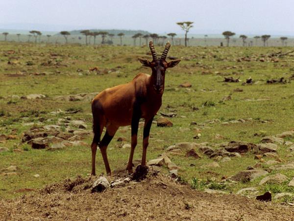Kenya Tsavo & Amboseli safari holiday