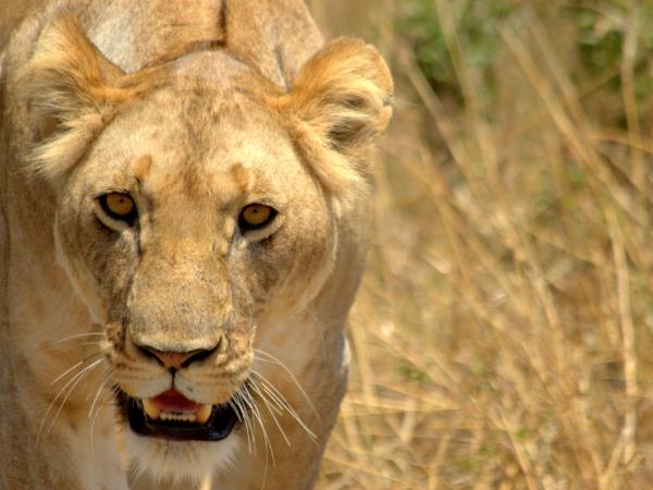 Kenya Tsavo & Amboseli safari holiday