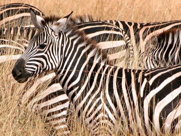 Kenya Tsavo & Amboseli safari holiday