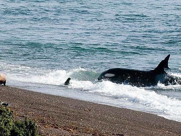 Argentina whale watching tour