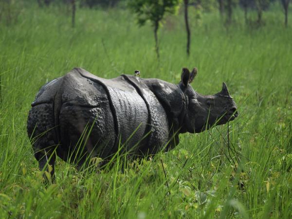 Wildlife holiday in North East India