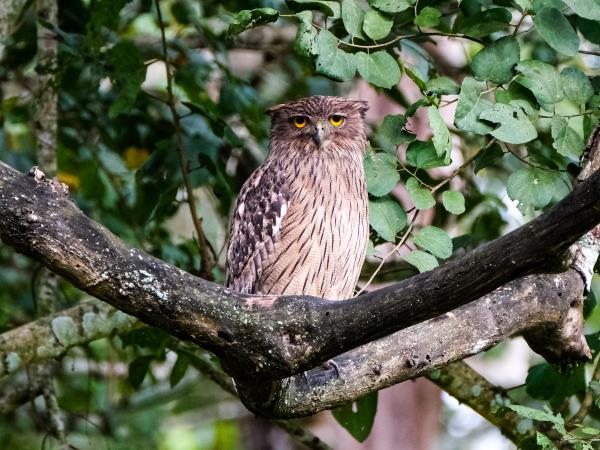 Wildlife holiday in North East India