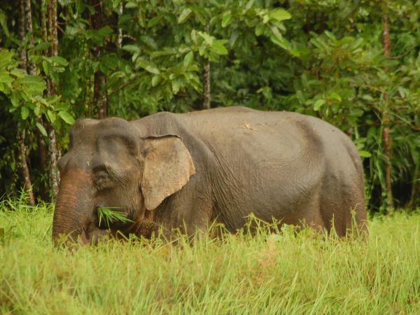Wildlife holiday in North East India