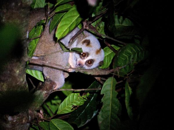 Wildlife holiday in North East India