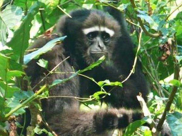 Wildlife holiday in North East India